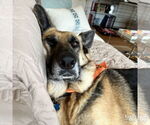 Small #8 German Shepherd Dog Mix