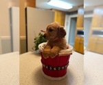 Small Photo #12 Golden Retriever Puppy For Sale in SANFORD, NC, USA