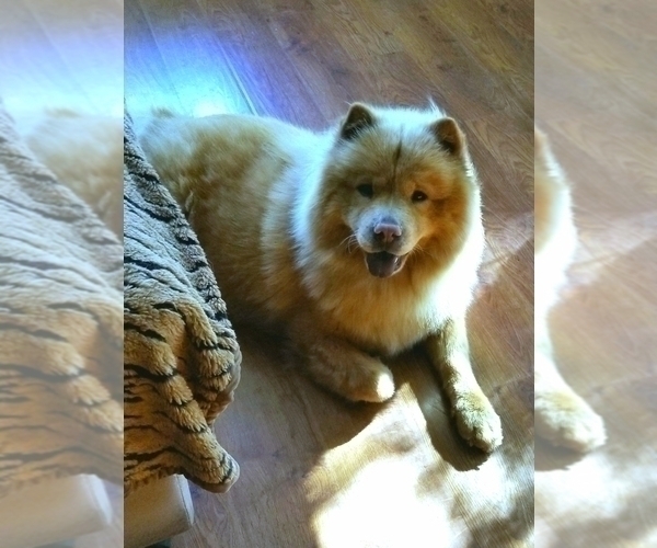 Medium Photo #1 Chow Chow Puppy For Sale in MARTINTON, IL, USA