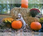 Small Photo #2 Beagle Puppy For Sale in STOKESDALE, NC, USA