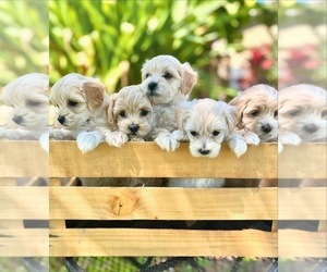 Maltipoo Puppy for sale in WESLEY CHAPEL, FL, USA