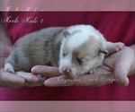 Small Photo #2 Pembroke Welsh Corgi Puppy For Sale in LUTHER, OK, USA