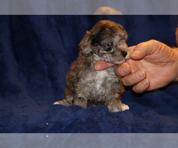 Medium Photo #4 Poodle (Toy) Puppy For Sale in DYERSBURG, TN, USA