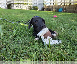 Joe - Male Labrador Retriever-Unknown Mix Dog for Adoption - Photo #3