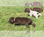 Small Photo #1 German Shorthaired Pointer Puppy For Sale in WATERTOWN, NY, USA