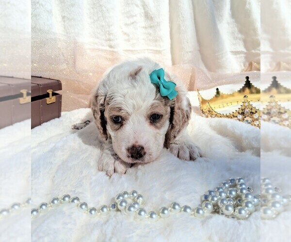 Medium Photo #66 Goldendoodle (Miniature) Puppy For Sale in GASTONIA, NC, USA