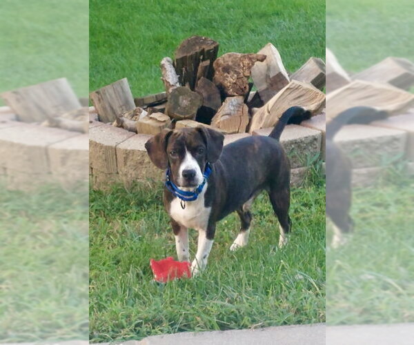 Medium Photo #1 Boglen Terrier Puppy For Sale in Omaha, NE, USA