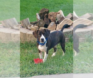 Boglen Terrier Dogs for adoption in Omaha, NE, USA