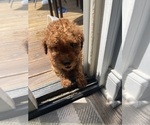 Puppy Puppy 6 Poodle (Miniature)