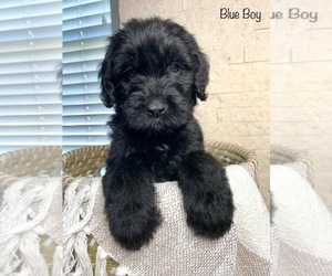 Goldendoodle Puppy for sale in LEWISVILLE, TX, USA
