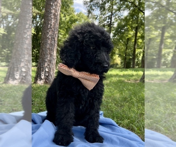 Medium Photo #1 Poodle (Standard) Puppy For Sale in CALICO ROCK, AR, USA