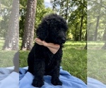 Small Photo #1 Poodle (Standard) Puppy For Sale in CALICO ROCK, AR, USA