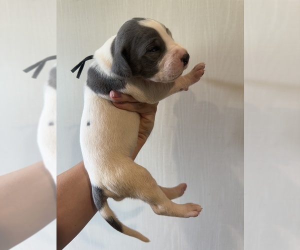 Medium Photo #6 Great Dane Puppy For Sale in HALLETTSVILLE, TX, USA