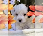 Puppy 2 Maltipoo