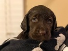 Small Photo #8 Labradoodle Puppy For Sale in DAYTON, VA, USA