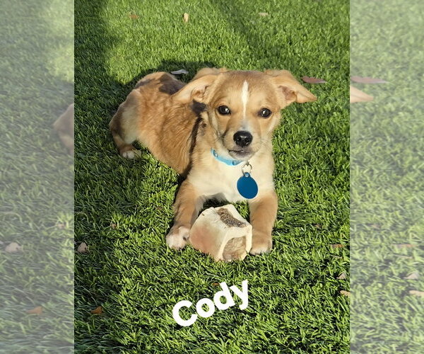 Medium Photo #2 ShiChi Puppy For Sale in Royal Palm Beach, FL, USA