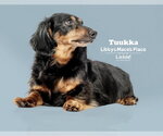 Small #1 Dachshund
