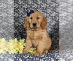 Small Photo #1 Golden Retriever Puppy For Sale in DELTA, PA, USA