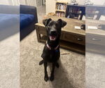 Small Labrador Retriever Mix