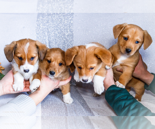 Medium Photo #1 Dorgi Puppy For Sale in WAKARUSA, IN, USA