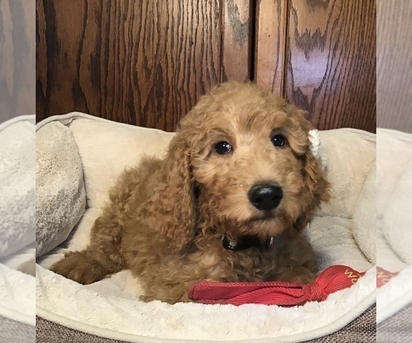 Medium Photo #4 Goldendoodle Puppy For Sale in SHAWNEE, OK, USA