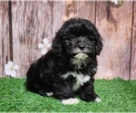 Puppy Stacy Poovanese