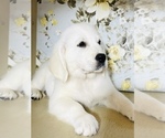 Small Photo #5 English Cream Golden Retriever Puppy For Sale in AMITY, AR, USA