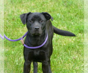 Labrador Retriever-Unknown Mix Dogs for adoption in Pittsburgh, PA, USA