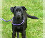 Small Labrador Retriever Mix