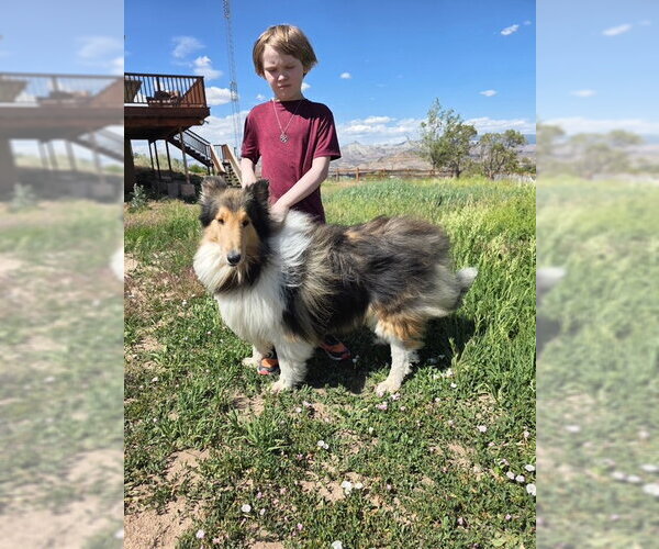 Medium Photo #5 Collie Puppy For Sale in Pueblo West, CO, USA
