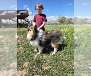 Spirit - Male Collie Dog for Adoption - Photo #5