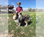 Small Photo #5 Collie Puppy For Sale in Pueblo West, CO, USA