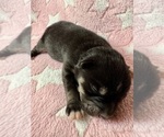 Small #5 Pomsky-Shiba Inu Mix