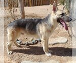 Small #6 German Shepherd Dog