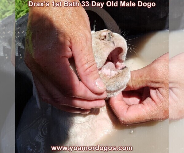 Medium Photo #53 Dogo Argentino Puppy For Sale in JANE, MO, USA
