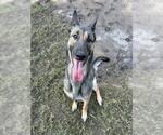 ANNABELLA - Female Mutt Dog for Adoption - Small photo