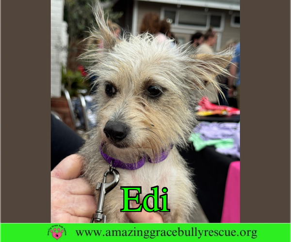 Medium Photo #1 Mutt Puppy For Sale in Pensacola, FL, USA