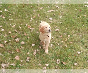 Golden Retriever Puppy for Sale in KENTWOOD, Michigan USA