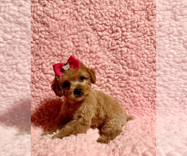 Medium Photo #6 Poodle (Toy) Puppy For Sale in REDLANDS, CA, USA
