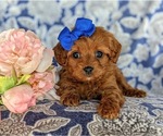 Small Photo #4 Cavapoo Puppy For Sale in QUARRYVILLE, PA, USA
