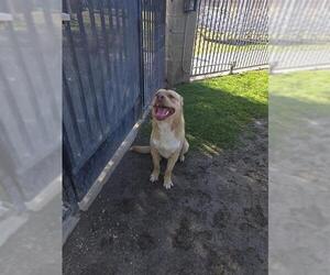 Chinese Shar-Pei-Unknown Mix Dogs for adoption in Riverside, CA, USA