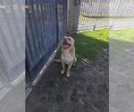Small Chinese Shar-Pei Mix