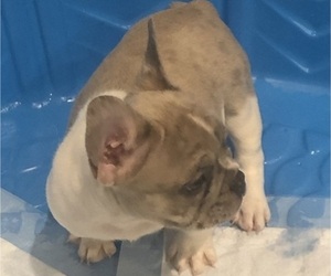 French Bulldog Puppy for sale in GLUCKSTADT, MS, USA