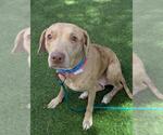 *NELLI - Female Mutt Dog for Adoption - Small photo