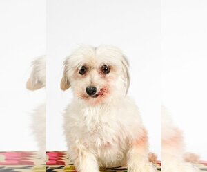 Havanese Dogs for adoption in St. Louis Park, MN, USA