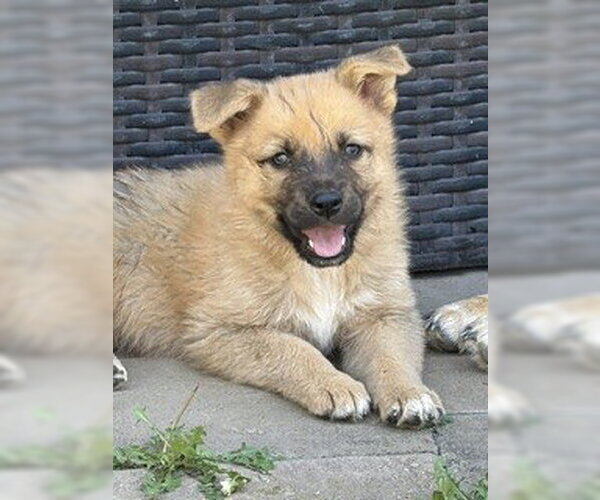 Medium Photo #3 German Shepherd Dog Puppy For Sale in San Bernardino, CA, USA