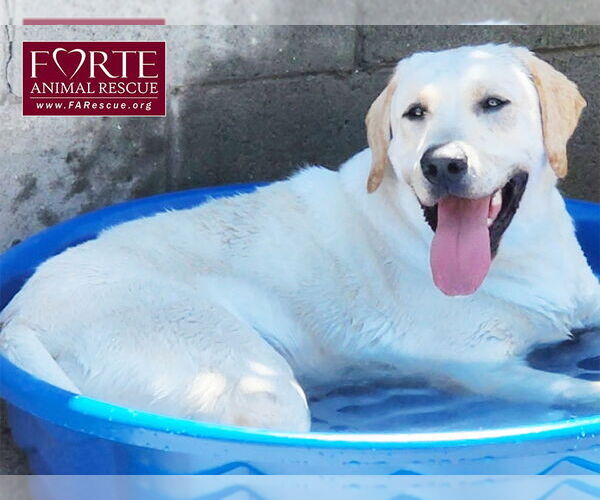 Medium Photo #3 Labrador Retriever Puppy For Sale in Marina del Rey, CA, USA