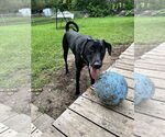 Small Doberman Pinscher-Great Pyrenees Mix