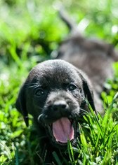 Labrador Retriever Puppy for sale in TOLLAND, CT, USA
