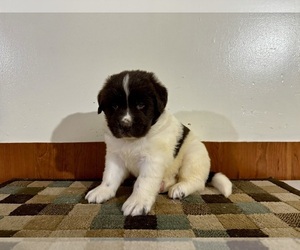 Newfoundland Puppy for sale in ROCKVILLE, IN, USA